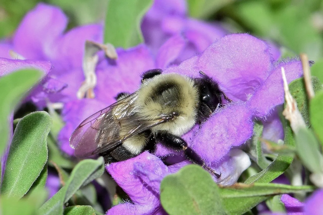 Bee, bumblebee, flowers