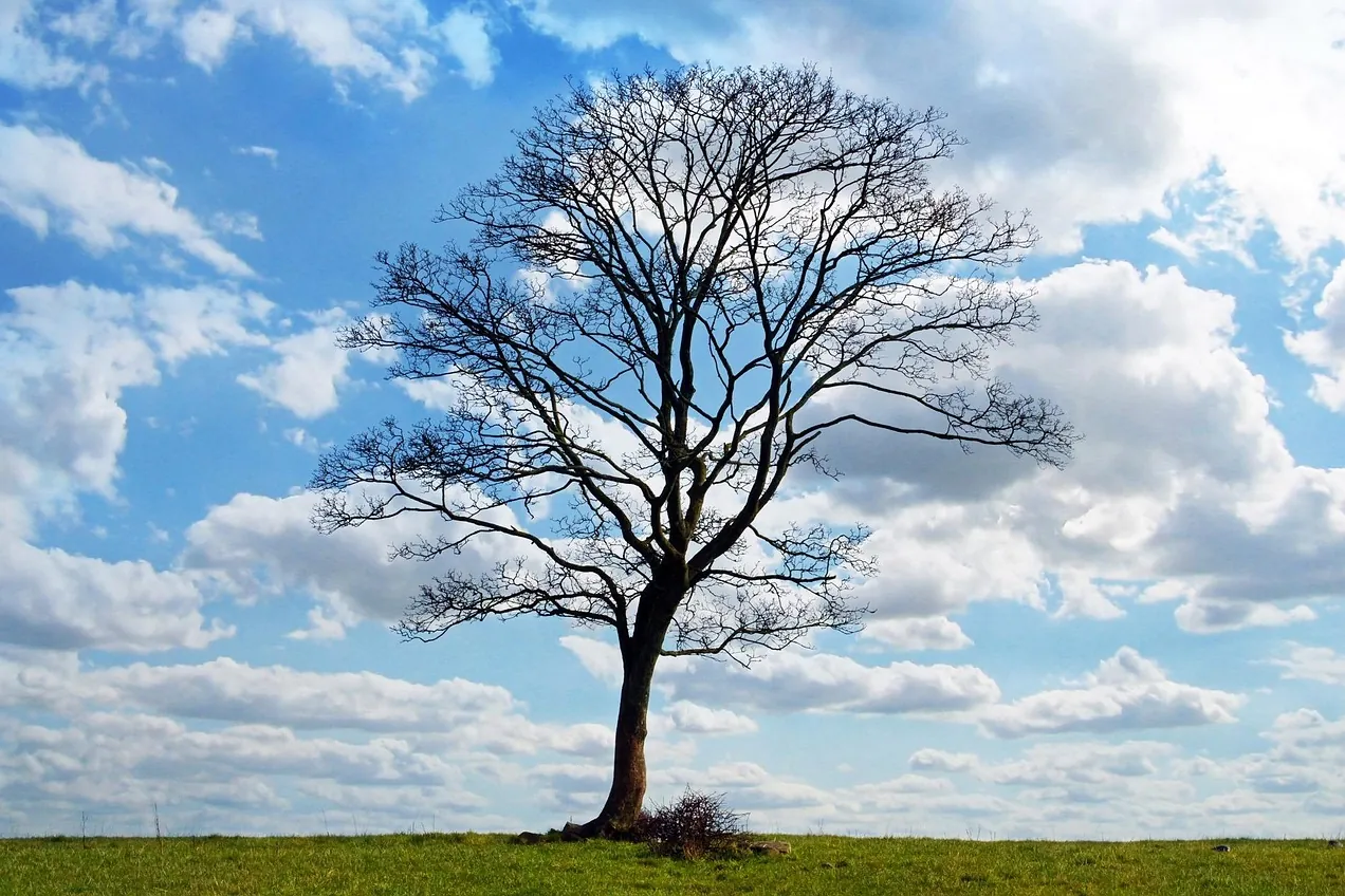 Tree, landscape, nature