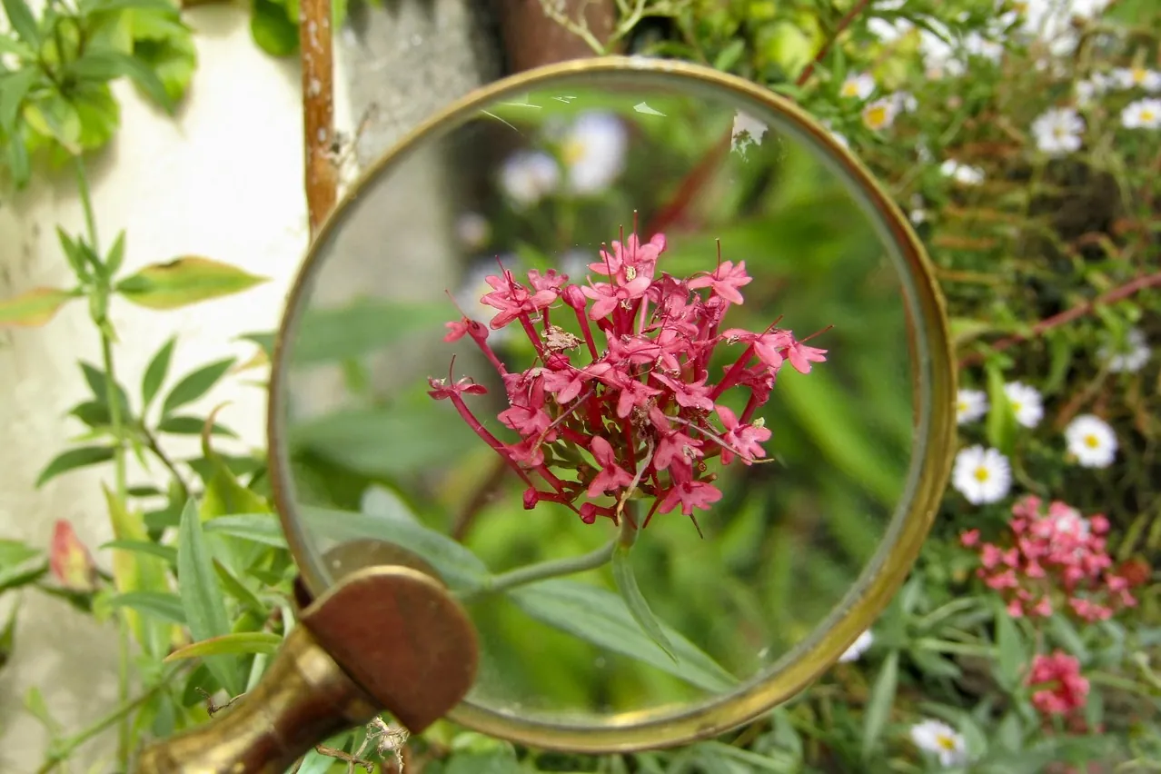 Magnifying glass, nature, flower wallpaper
