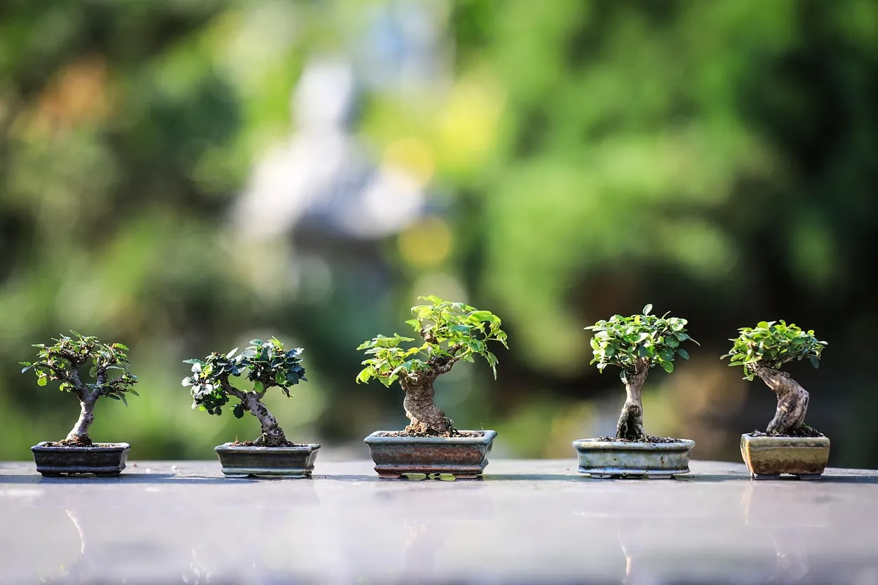 Bonsai, trees, plants