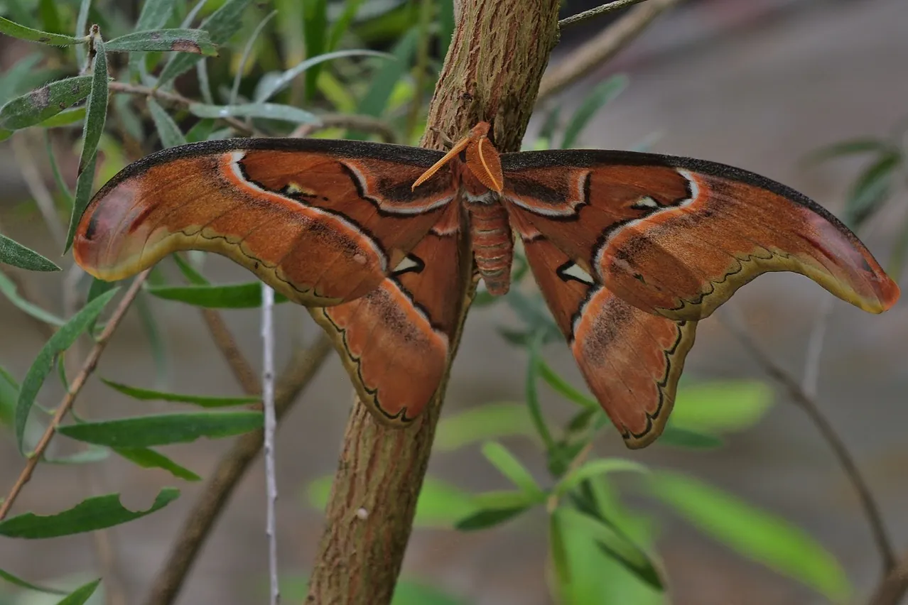 Nature, butterfly, atlas moth