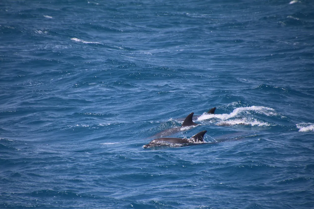 Dolphins, dolphin school, open sea