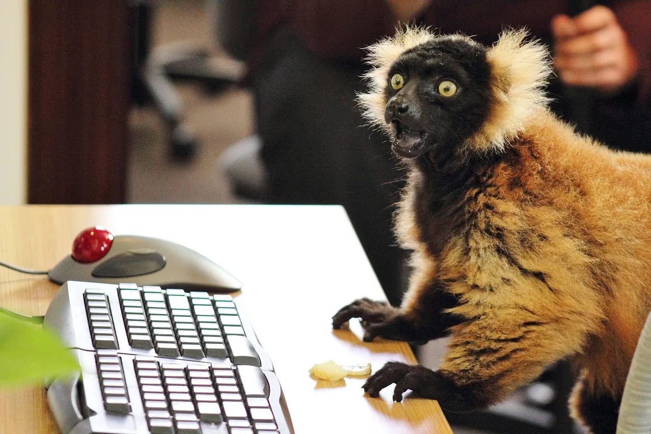 Keyboard, animals, lemur