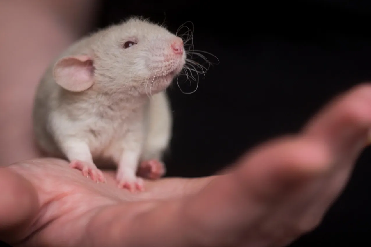 Rat, mouse, laboratory