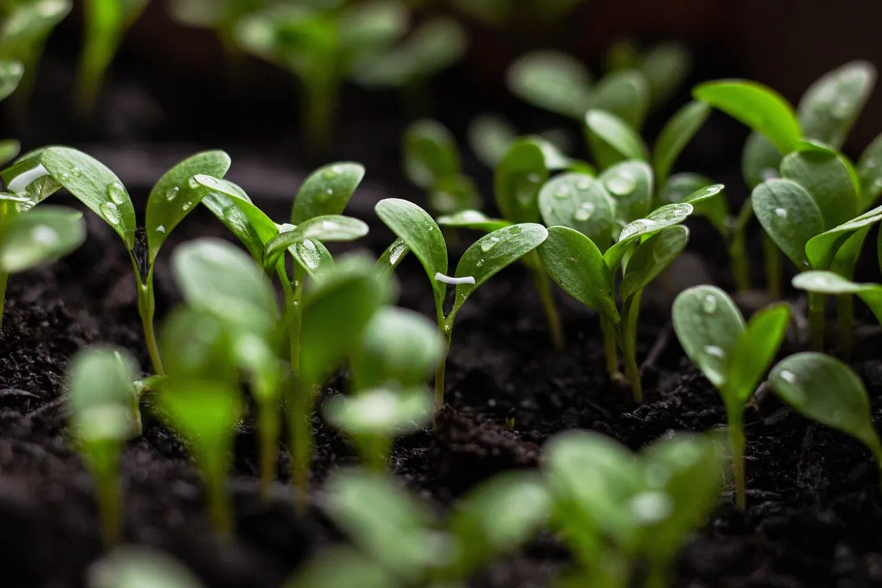 Seedlings, nature, soil